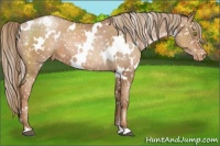 Horse Color:White Spotted Liver Chestnut Pearl Appaloosa