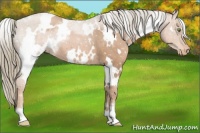 Horse Color:White Spotted Liver Chestnut Pearl Snowflake Varnish
