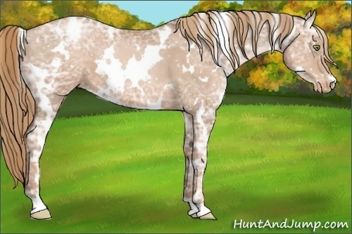 Horse Color:White Spotted Liver Chestnut Ice Pearl Appaloosa