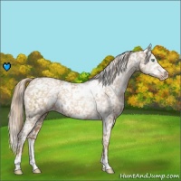 Horse Color:White Spotted Liver Chestnut Pearl Appaloosa 