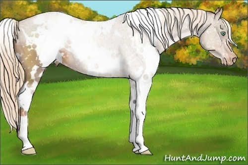 Horse Color:White Spotted Liver Chestnut Pearl Snowcap
