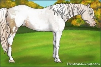 Horse Color:White Spotted Liver Chestnut Pearl Snowcap