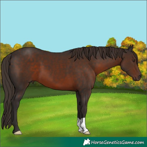 Horse Color:Liver Chestnut 