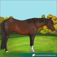 Horse Color:Liver Chestnut 