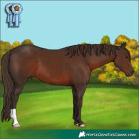 Horse Color:Liver Chestnut 