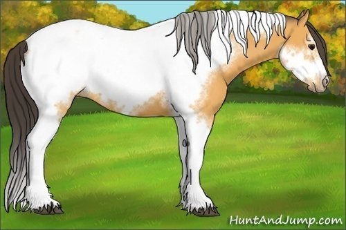 Horse Color:Buckskin Tobiano Frame 