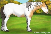 Horse Color:Buckskin Tobiano Frame