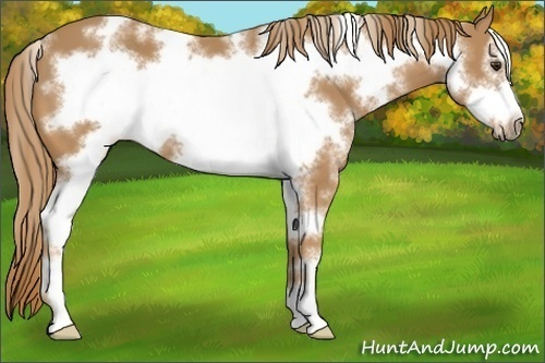 Horse Color:White Spotted Chestnut Sabino Frame