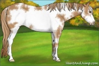 Horse Color:White Spotted Chestnut Sabino Frame 