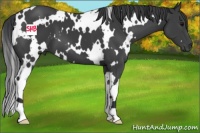 Horse Color:White Spotted Black 
