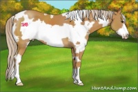 Horse Color:White Spotted Palomino Frame 