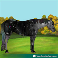 Horse Color:ERROR: UNKNOWN ANOMALY