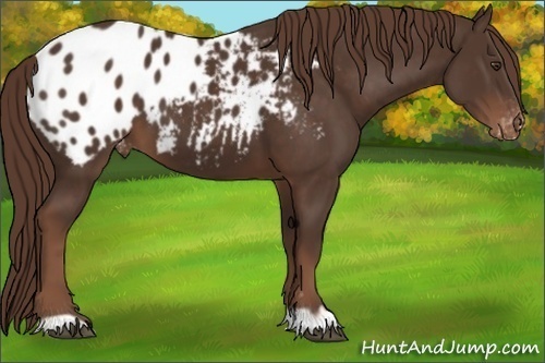Horse Color:Liver Chestnut Appaloosa 