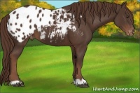 Horse Color:Liver Chestnut Appaloosa 