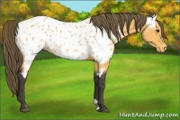 Horse Color:Buckskin Appaloosa 