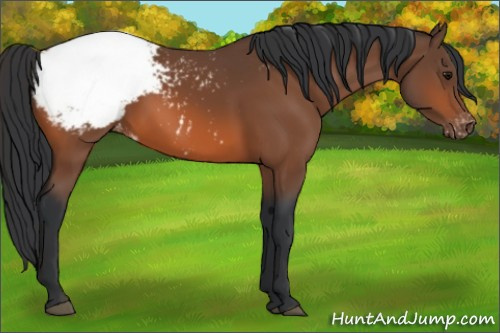 Horse Color:Bay Snowcap 