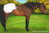 Horse Color:Bay Appaloosa 