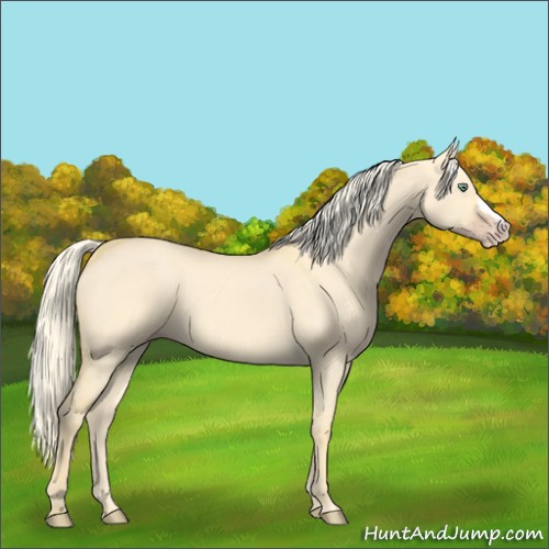 Horse Color:Gold Cream Champagne Dun