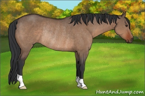 Horse Color:Brown Dun Rabicano 