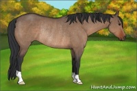 Horse Color:Brown Dun Rabicano 