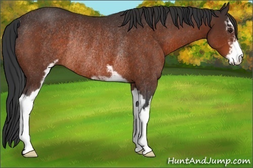 Horse Color:Brown Sabino Rabicano