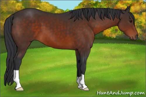 Horse Color:Brown 