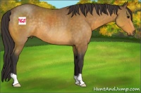 Horse Color:Buckskin Rabicano
