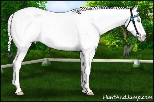 Horse Color:Perlino Splash Appaloosa 