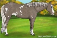 Horse Color:White Spotted Silver Smoky Black Splash 