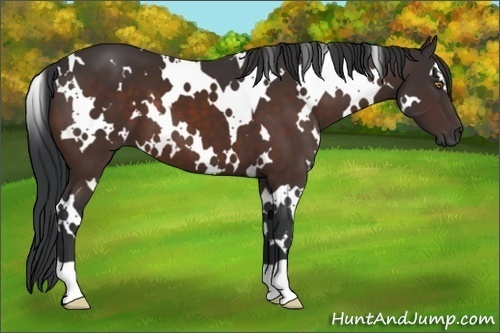 Horse Color:White Spotted Brown 