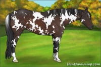 Horse Color:White Spotted Brown 