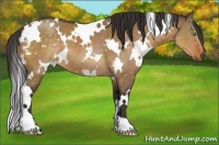 Horse Color:White Spotted Buckskin Dun 