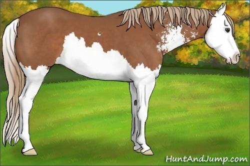 Horse Color:Chestnut Sabino Splash 