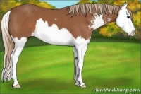 Horse Color:Chestnut Sabino Splash