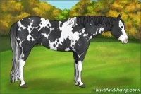 Horse Color:White Spotted Black Splash