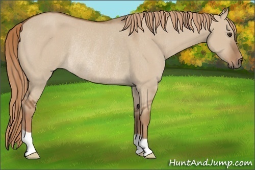 Horse Color:Red Dun Rabicano 