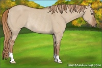 Horse Color:Red Dun Rabicano
