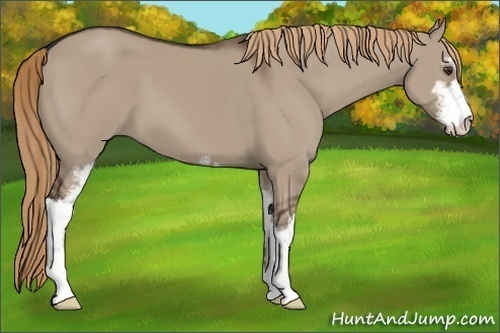 Horse Color:Liver Red Dun Sabino 