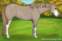 Horse Color:Liver Red Dun Sabino 