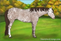 Horse Color:Liver Chestnut Ice