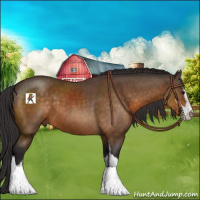 Horse Color:Buckskin Sabino