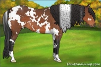 Horse Color:White Spotted Bay 