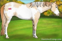 Horse Color:White Spotted Buckskin Pearl Frame