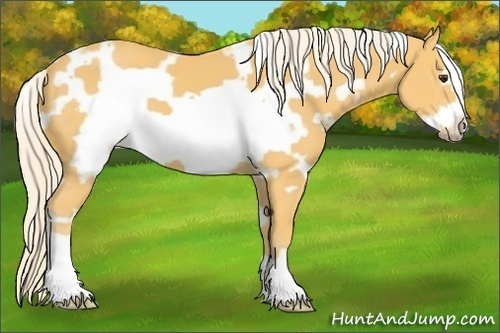 Horse Color:White Spotted Palomino Frame