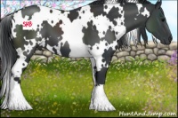 Horse Color:White Spotted Black