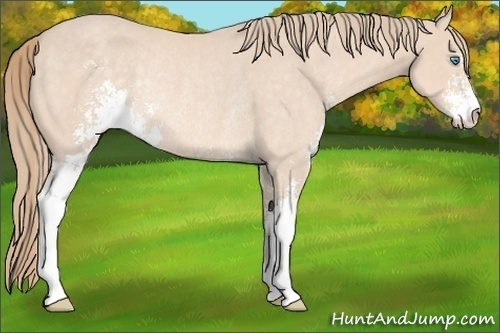 Horse Color:Perlino Sabino Rabicano