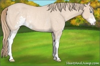 Horse Color:Perlino Sabino Rabicano