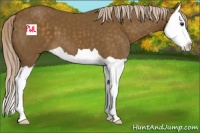 Horse Color:Chocolate Palomino Splash 