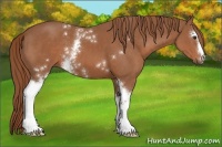 Horse Color:White Spotted Chestnut 
