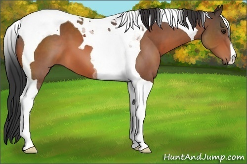 Horse Color:Brown Tobiano 